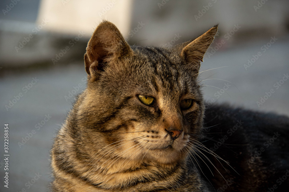 Fototapeta premium Salina