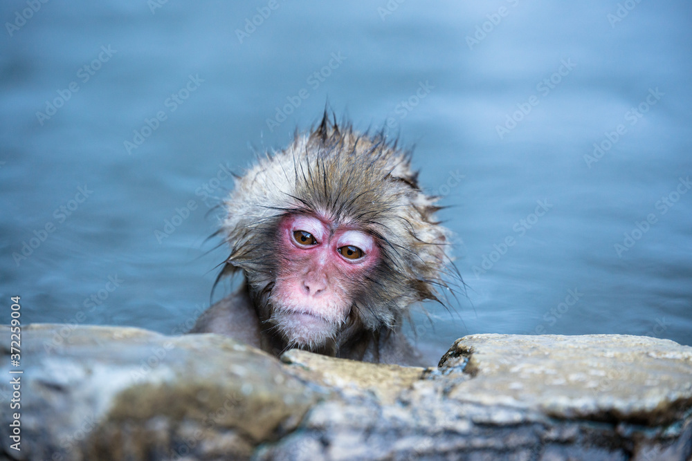 Naklejka premium 温泉に浸かるニホンザル 冬の地獄谷の猿