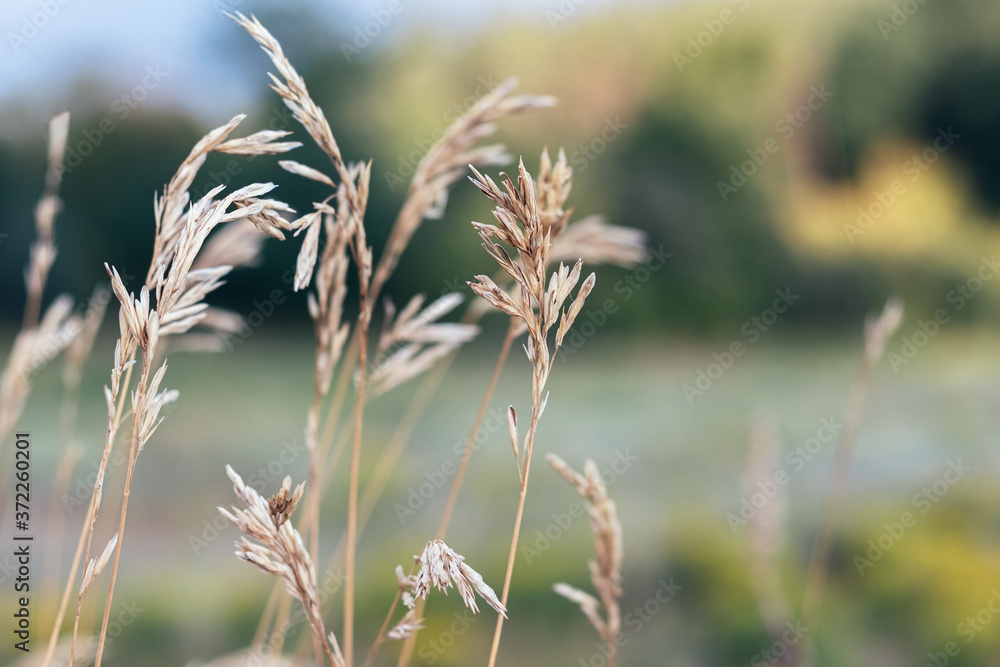 Beautiful spikelets and dried plants against a blurred nature background. Selective focus. Closeup view