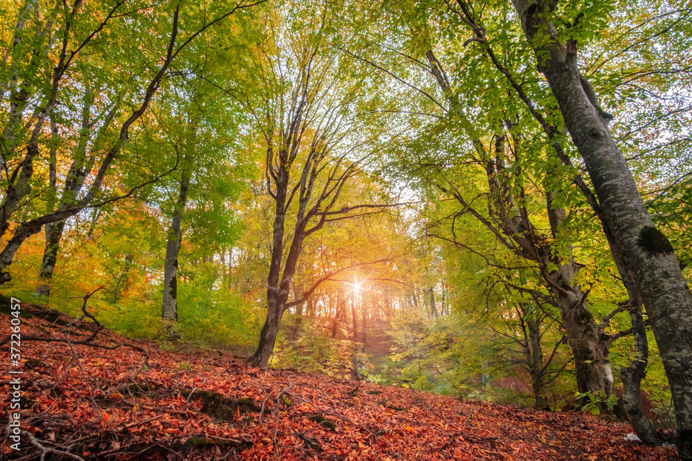Trees with yellowed foliage in evening autumn park Trees with yellowed foliage in evening autumn park