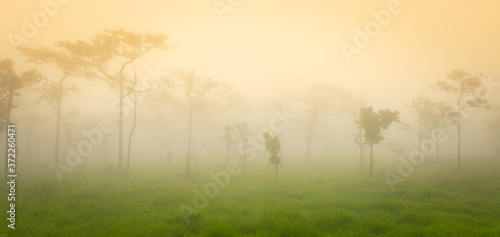 Krachiew flower field on a foggy day