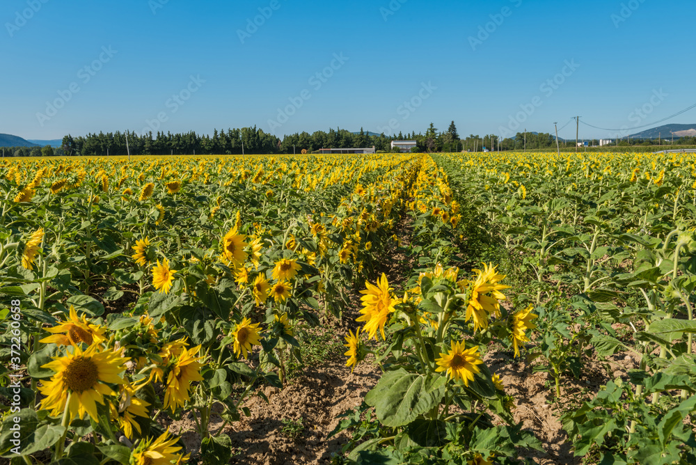 Blooming sunflowers field in France, Europe Union