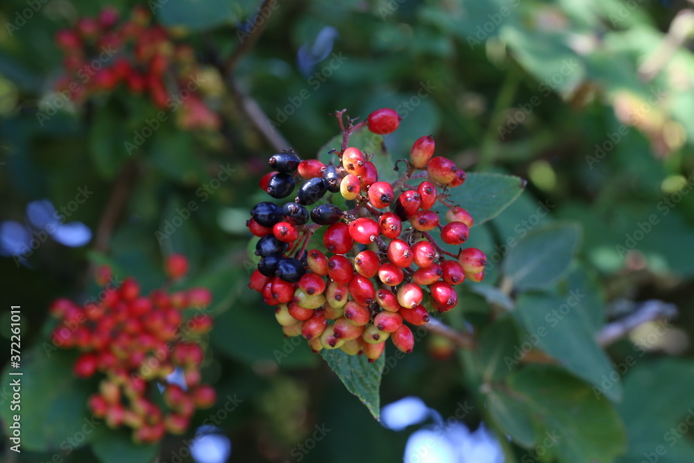 Red berries ripen on bushes in the forest Red berries ripen on bushes in the forest