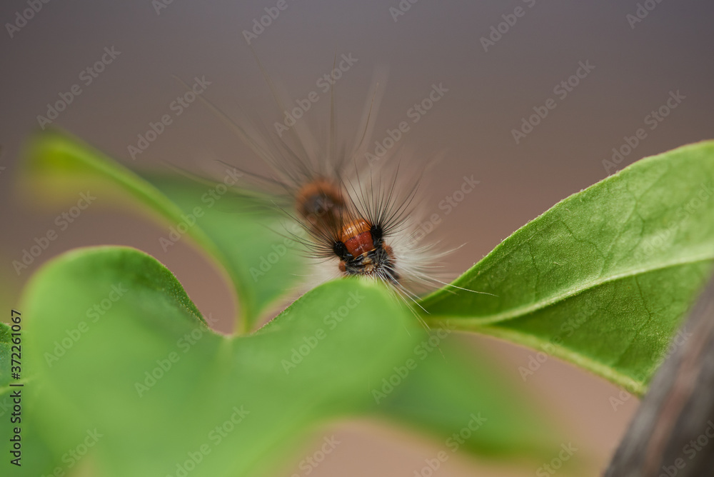 Close-up view of beautiful hairy caterpillar Close-up view of beautiful hairy caterpillar
