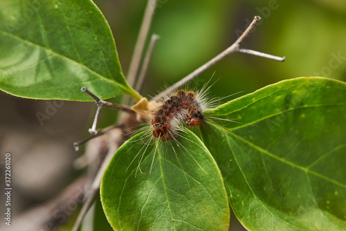 Close-up view of beautiful hairy caterpillar