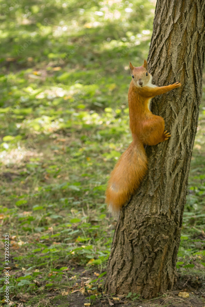 Red squirrel. Cute rodent. Animals in the city park. Wild life in the city. Feed the protein. Wildlife and environmental protection. Fluffy tail. Curious animal. Nimble and jumping squirrel.