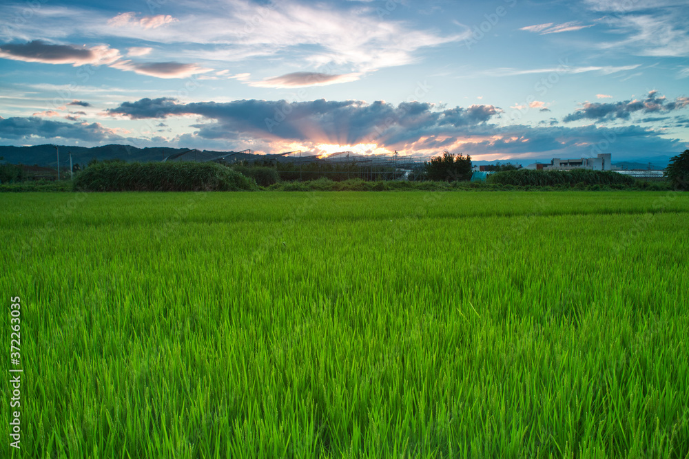 夕焼け輝く水田
