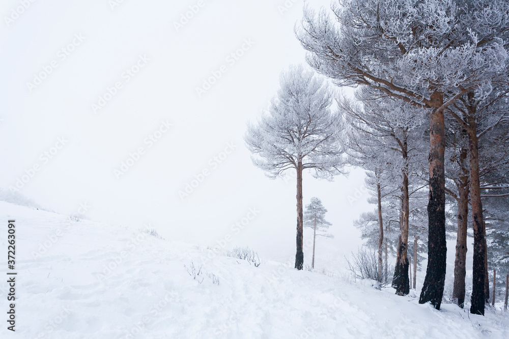 Fototapeta premium Snow forestA pine forest covered by snow during the cold winter.