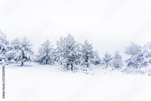 Snow forestA pine forest covered by snow during the cold winter. © mestock
