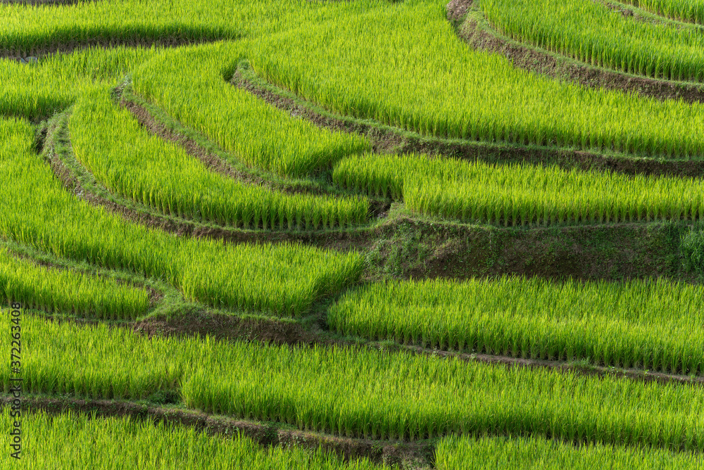 Green rice fields on terraced of Mea La Noi, Thailand
