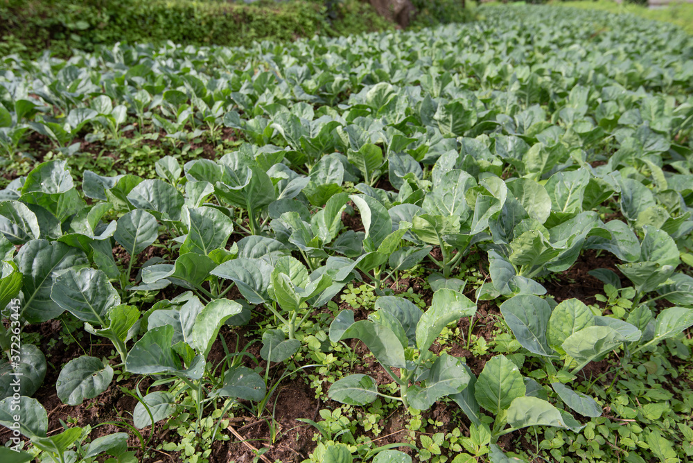 Fresh green organic Chinese kale in vegetable garden Fresh green organic Chinese kale in vegetable garden