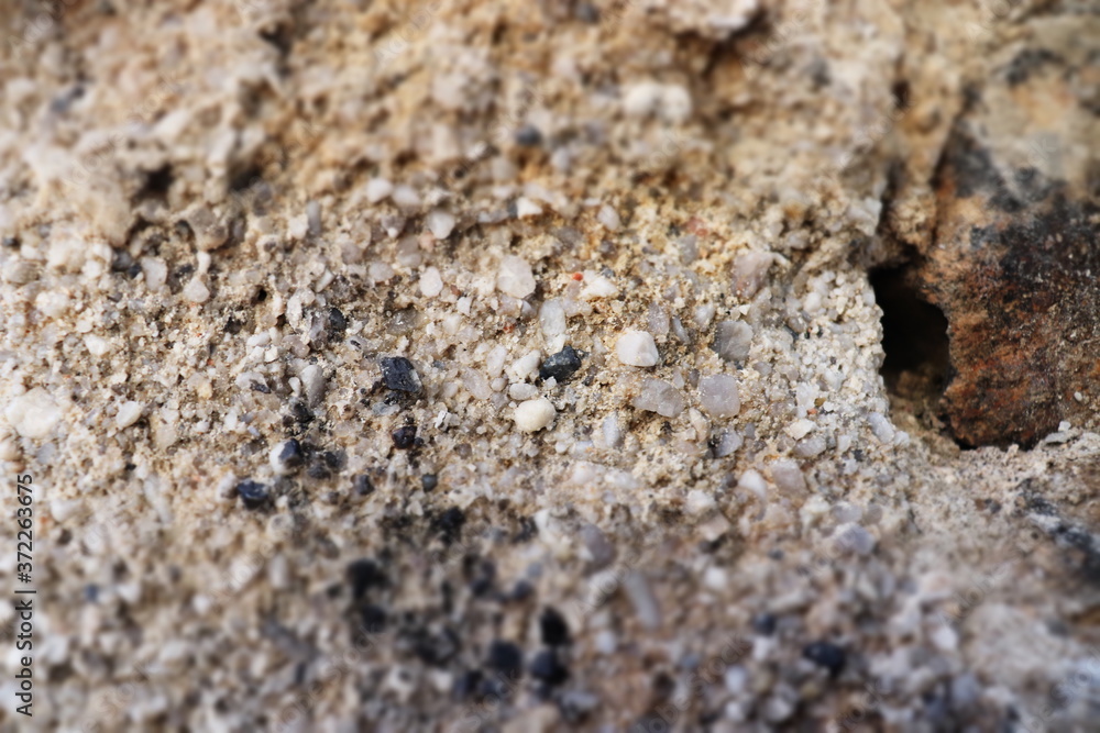 ants on a rock ants on a rock