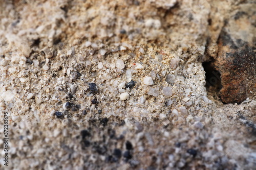ants on a rock © Tertulijan
