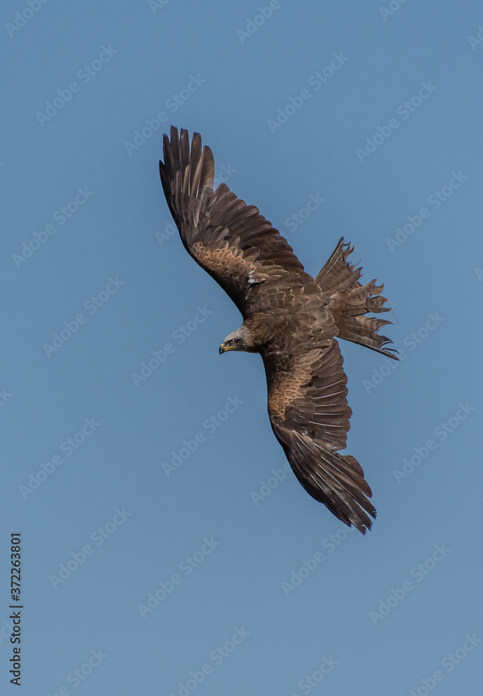 Obraz premium Black Kite in flight and depolyed wings