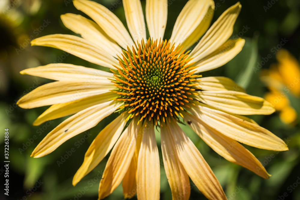 echinacea purpurea flower detail in the garden echinacea purpurea flower detail in the garden