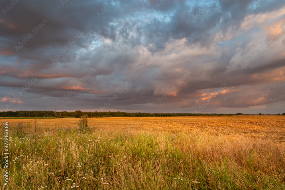 Evening colorful sky over a wild meadow, summer countryside view