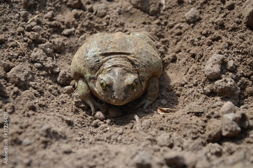  earthen toad sits in the ground