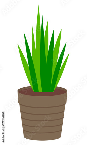 Pot with houseplant isolated at white background. Vector flowerpot of decorative green plant with long leaves in ceramic pot. Indoor plant concept of domestic greenery. Icon for home interior plant