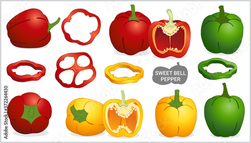 Set of sweet bell pepper in various style vector format