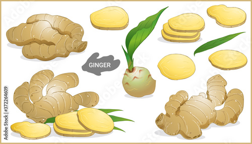 Set of ginger root in various style, vector format