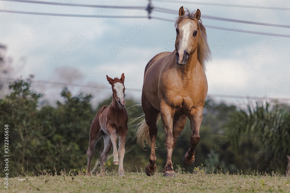 Obraz premium Potro Quarto de Milha
