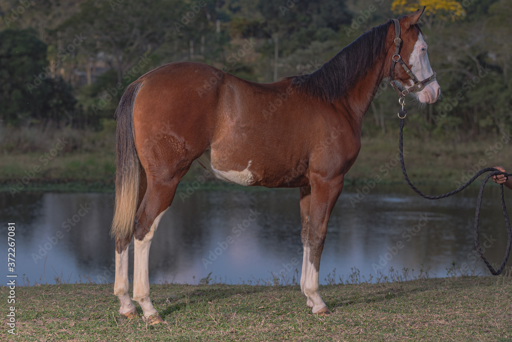 Obraz premium Potro Quarto de Milha