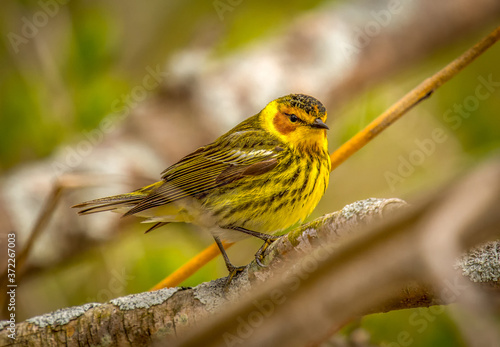 Beautiful Male Cape May Warbler photo