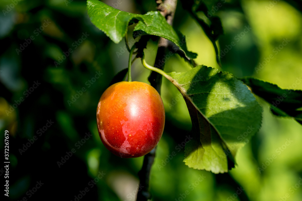 Plum tree with juicy fruits on sunset light