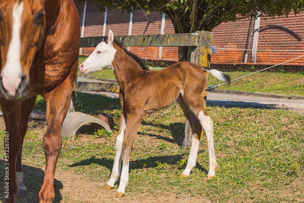 Obraz premium Potro Quarto de Milha