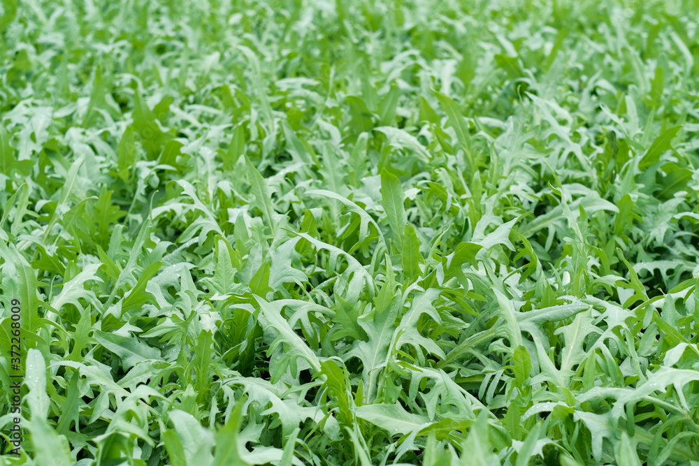 Chinese vegetables or yau mak choy Chinese vegetables or yau mak choy