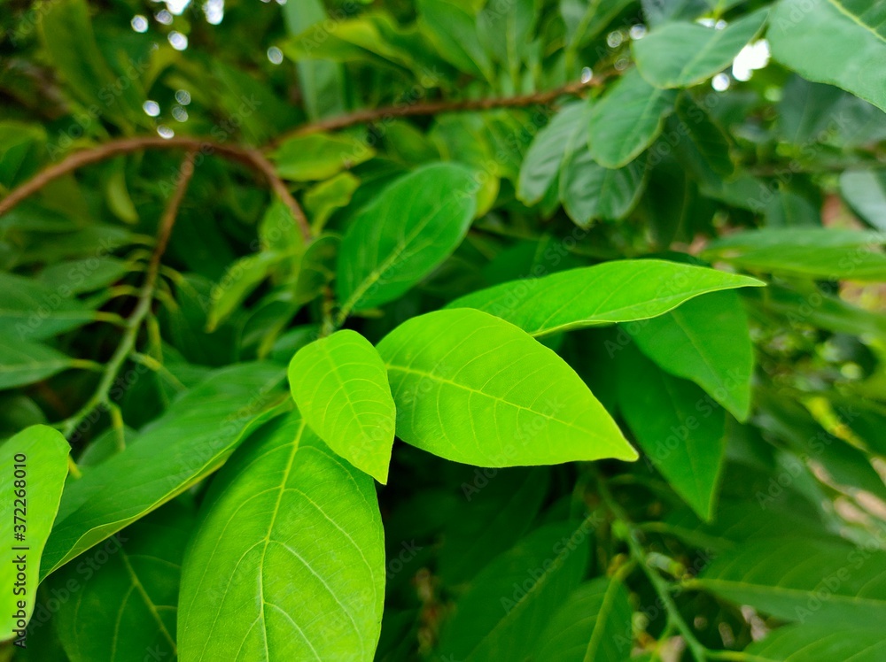 green leaves background green leaves background