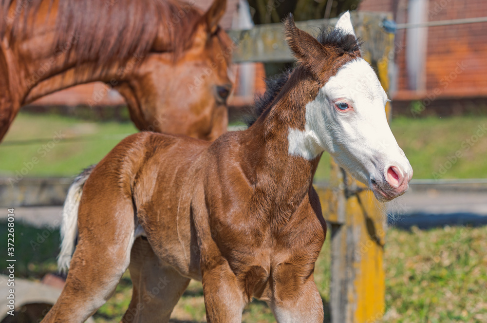 Obraz premium Potro Quarto de Milha