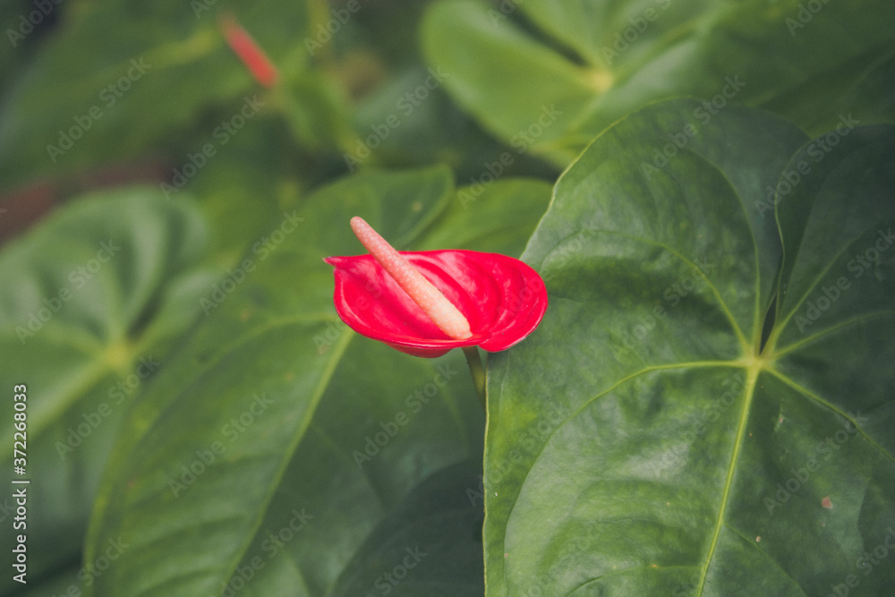 painter's palette flower, a beautiful red flower, red flower with their