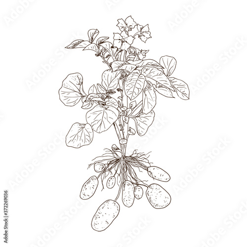 Hand drawn potato tubers, leaves and flowers. Vector illustration isolated on white background.