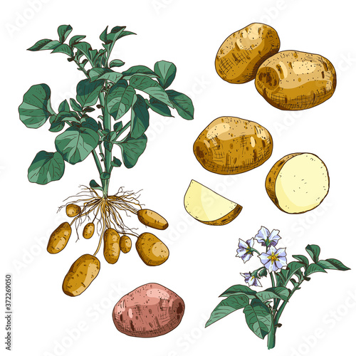 Hand drawn colorful potato. Set sketches with cut potato, plant, root, leaf and flower. Vector illustration isolated on white background.