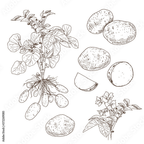Hand drawn potato. Set sketches with cut potato, plant, root, leaf and flower. Vector illustration isolated on white background.