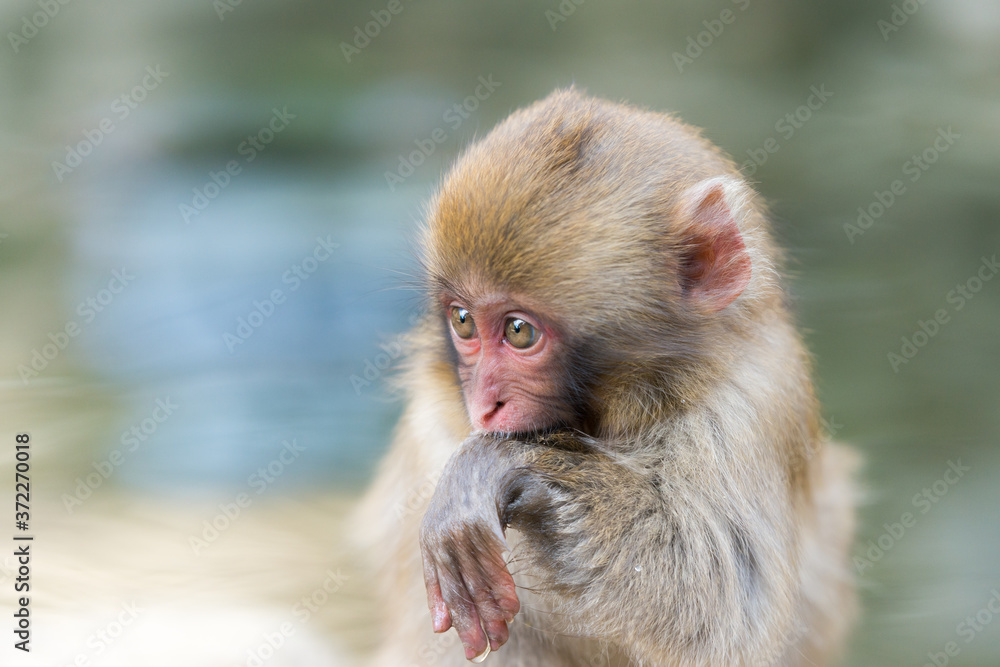 Naklejka premium 温泉に浸かるニホンザル 秋の地獄谷の猿