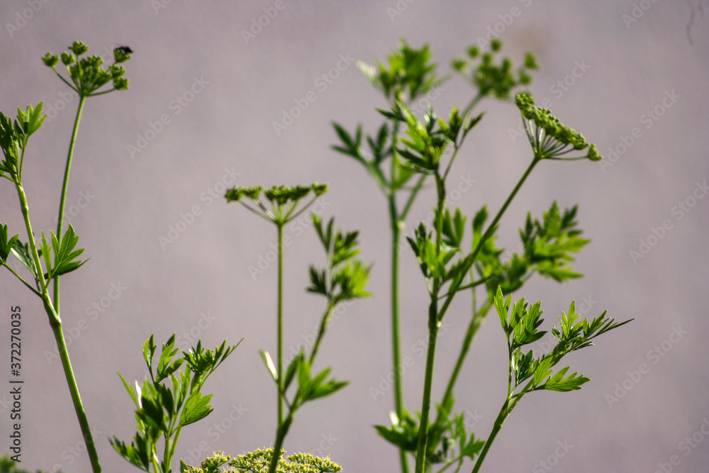 Naklejka premium Plantas