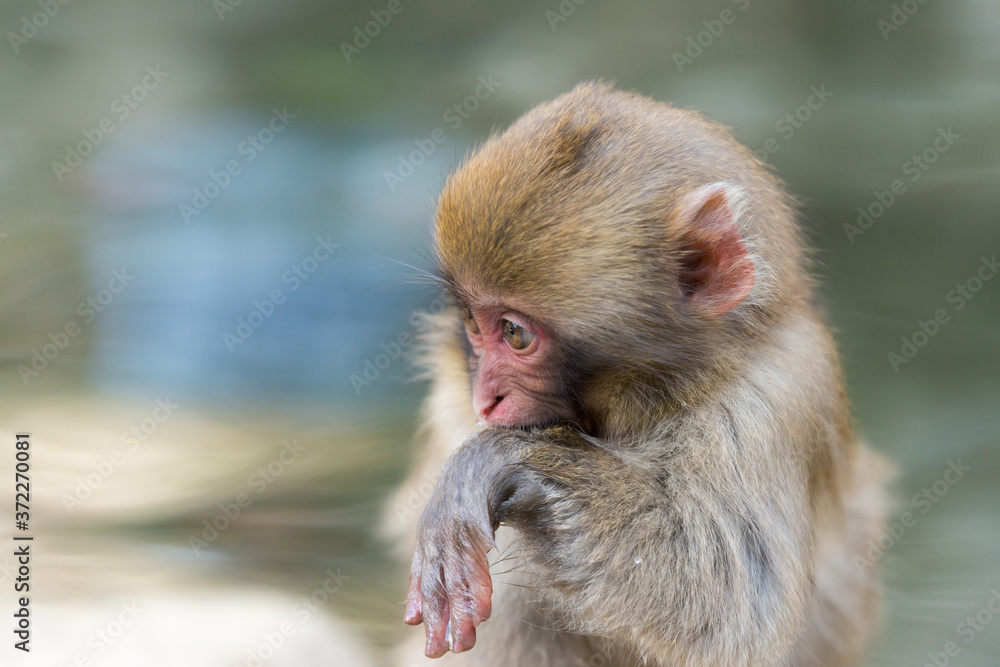 Naklejka premium 温泉に浸かるニホンザル 秋の地獄谷の猿