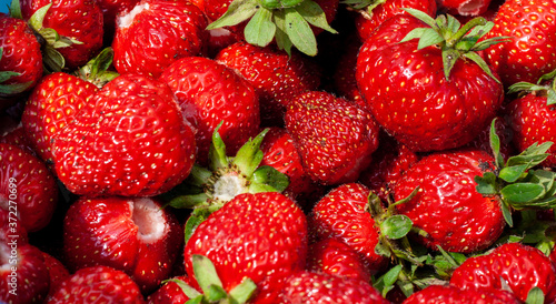 Juicy beautiful red freshly picked strawberries. Healthy and wholesome Food background. Many natural strawberries close-up  top view. Macro shot of strawberry texture in sunny day Banner for web site