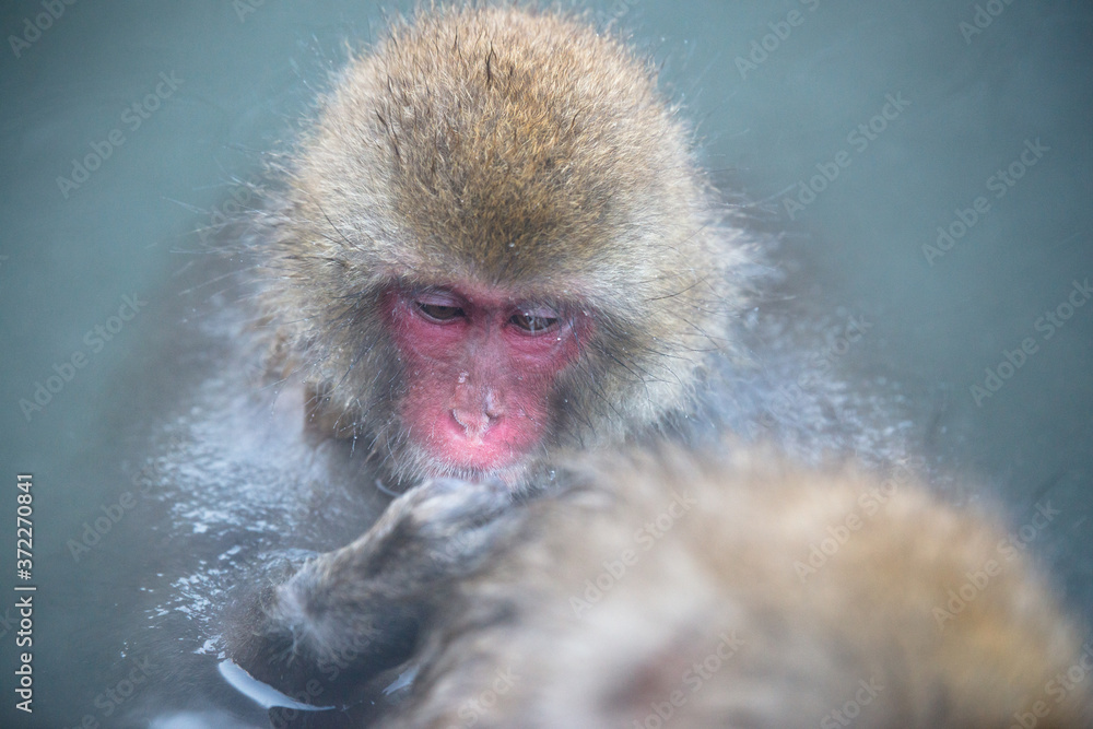 Fototapeta premium 温泉に浸かるニホンザル 秋の地獄谷の猿
