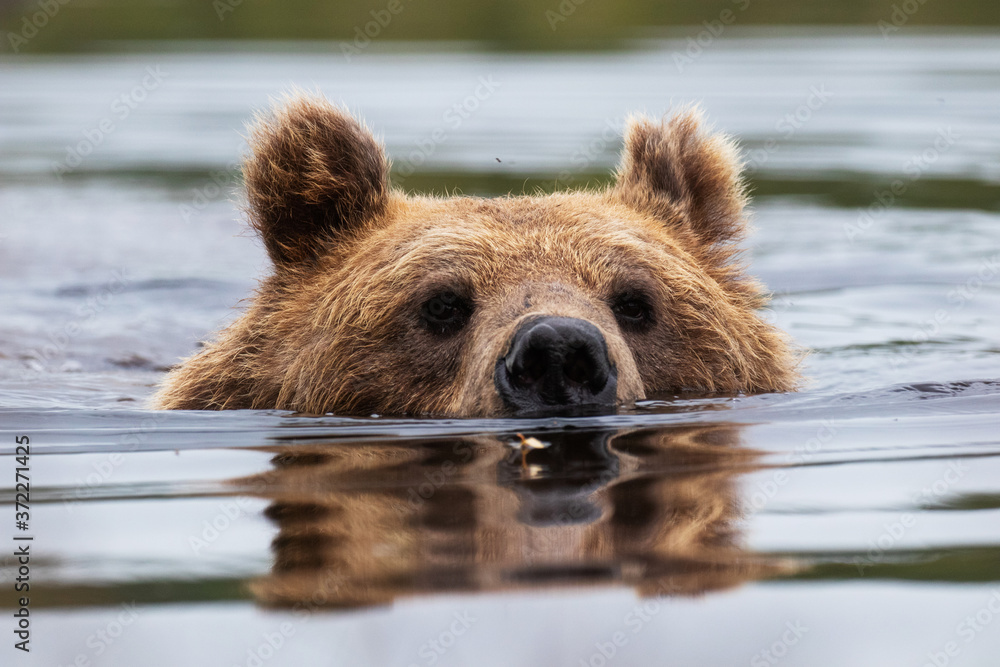 Fototapeta premium Large carnivore Brown bear, Ursus arctos swimming in a summery bog lake in Northern Finland near Kuhmo. 