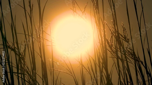 Big Bluestem Prairie Grasses Wirh Sun