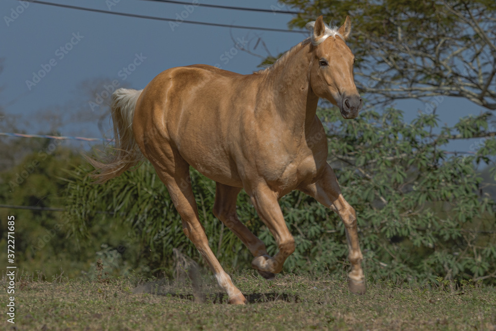 Fototapeta premium Potro Quarto de Milha