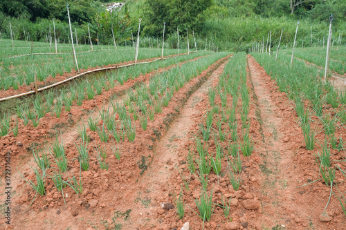 Onions growing in field  at  Cameron Highland.