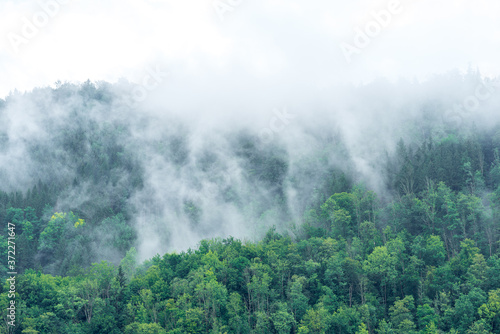 After heavy summer rains, the water evaporates to clouds and fog that then hangs in the trees and forests of the Enns Valley near Grossraming in Upper Austria