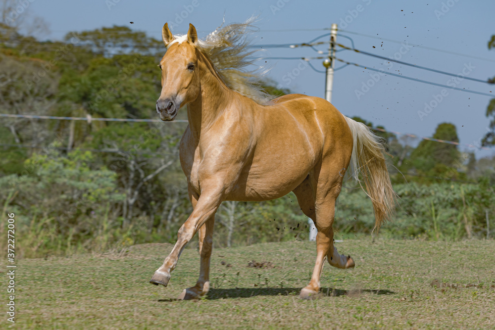 Fototapeta premium Potro Quarto de Milha