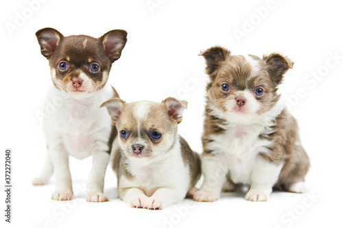 Three Chihuahua puppies, isolated photo