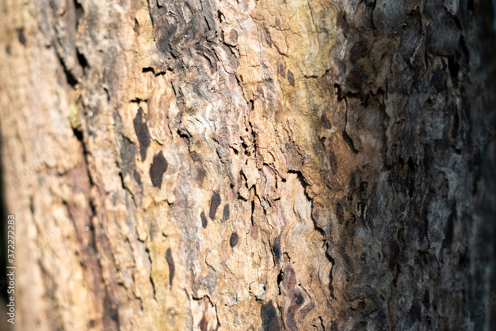 Old Wood Tree Texture Background Pattern Old Wood Tree Texture Background Pattern