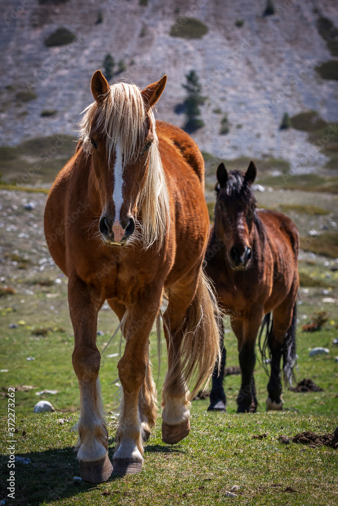 Fototapeta premium Two Wild Horses Close up
